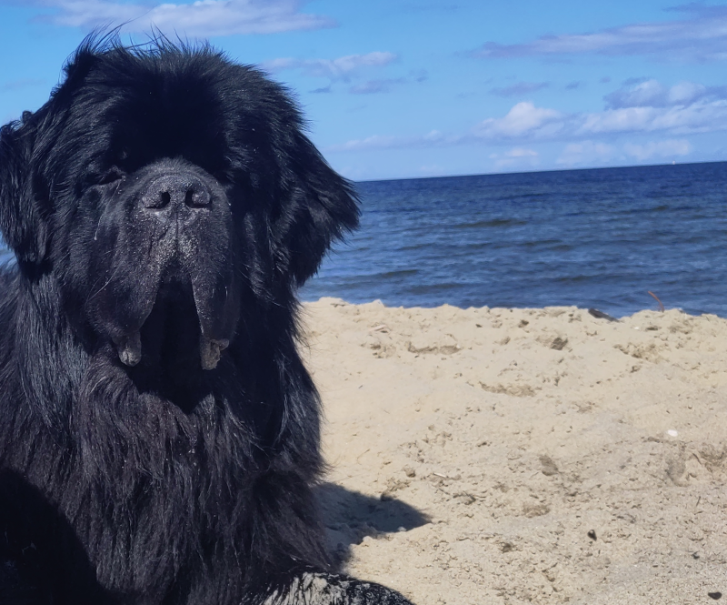Portret Itaki Ikar, czarnego nowofundlanda na piaszczystej plaży z morzem w tle